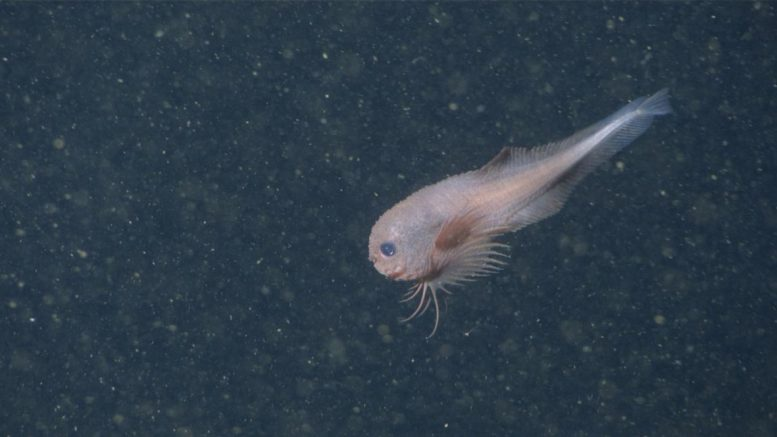 Scientists Discover Three New Deep-Sea Snailfishes off the Pacific Coast