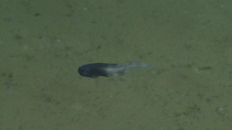 Scientists Discover Three New Deep-Sea Snailfishes off the Pacific Coast