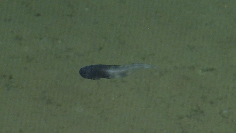 Scientists Discover Three New Deep-Sea Snailfishes off the Pacific Coast