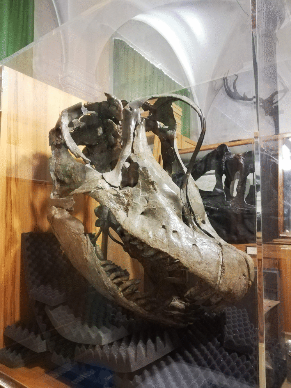 What Dinosaur Teeth Reveal About Jurassic Life What Dinosaur Teeth Reveal About Jurassic Life