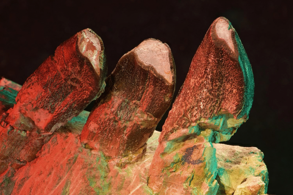 What Dinosaur Teeth Reveal About Jurassic Life What Dinosaur Teeth Reveal About Jurassic Life