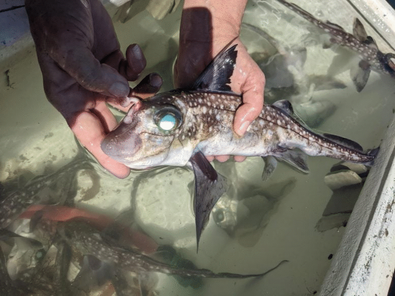 Deep-Sea Ghost Sharks Grow Teeth on Their Foreheads – And Scientists Finally Know Why