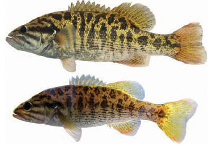 Scientists Confirm Two New Bass Species in the Southeastern U.S.