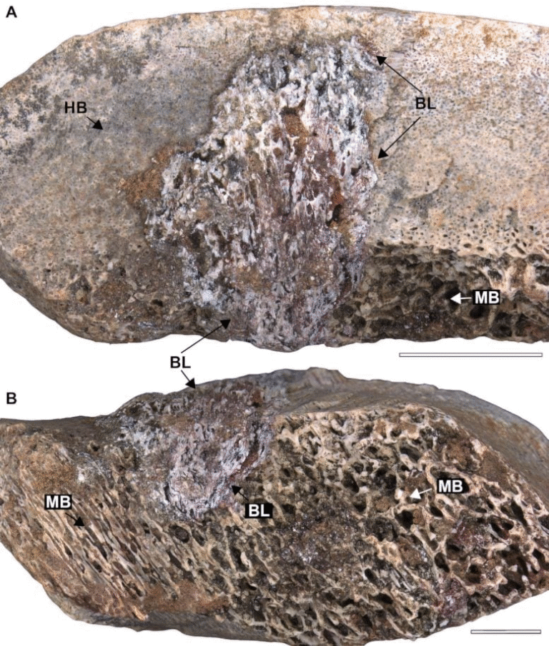 Deadly Bone Infections That Struck Brazil’s Sauropod Dinosaurs