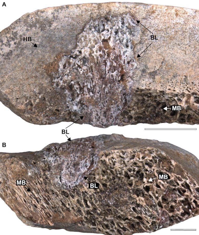 Deadly Bone Infections That Struck Brazil’s Sauropod Dinosaurs