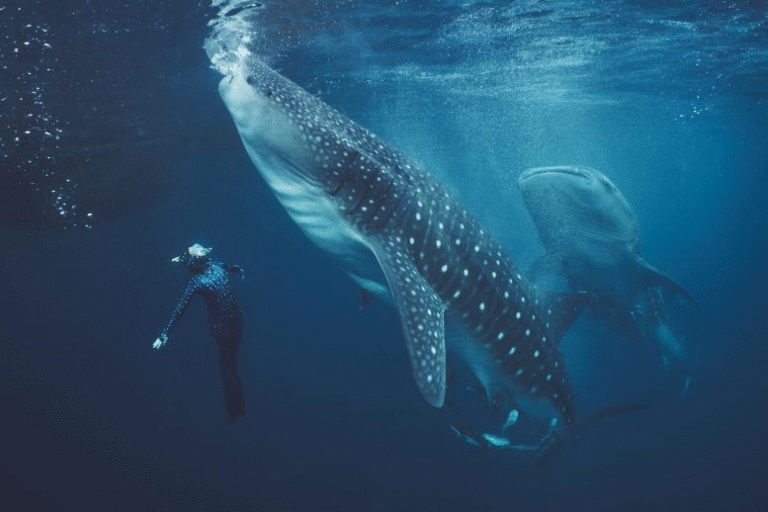 Whale Sharks in Indonesia Are Covered in Scars, and Humans Are the Main Cause