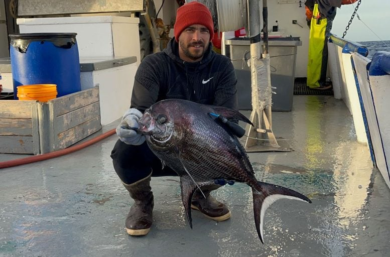 Bigscale Pomfret: Scientists Unlock Secrets of a Mysterious Ocean Dweller