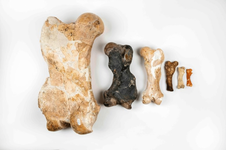 From Fossilized Poop to Giant Sloths: What Scientists Have Discovered