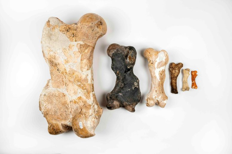 From Fossilized Poop to Giant Sloths: What Scientists Have Discovered
