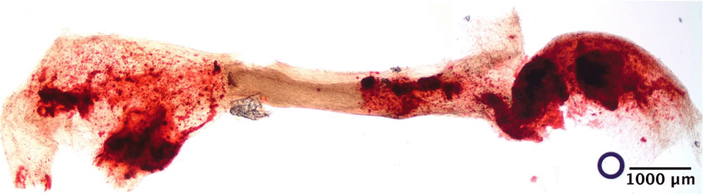 A Tiny 3D-Printed Device That’s Changing the Future of Tissue Engineering A Tiny 3D-Printed Device That’s Changing the Future of Tissue Engineering