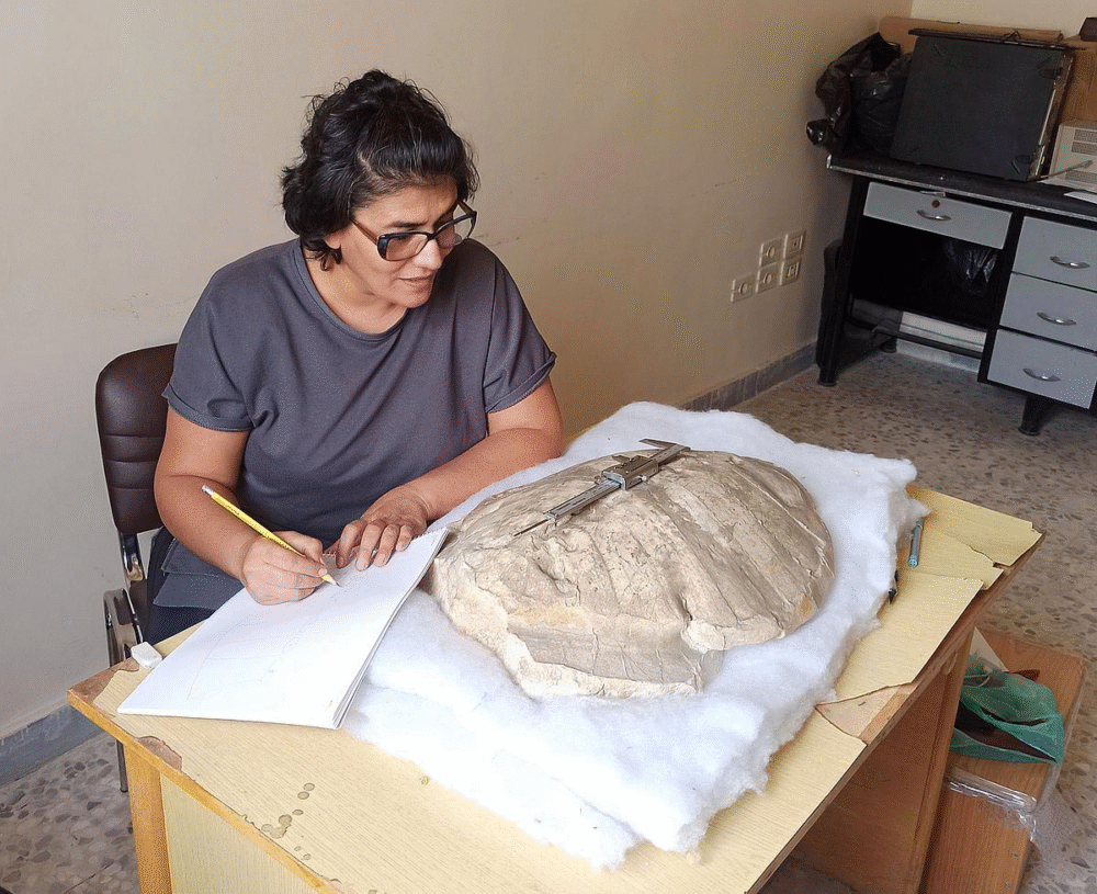 50-Million-Year-Old Sea Turtle Fossil Discovered in Syria 50-Million-Year-Old Sea Turtle Fossil Discovered in Syria