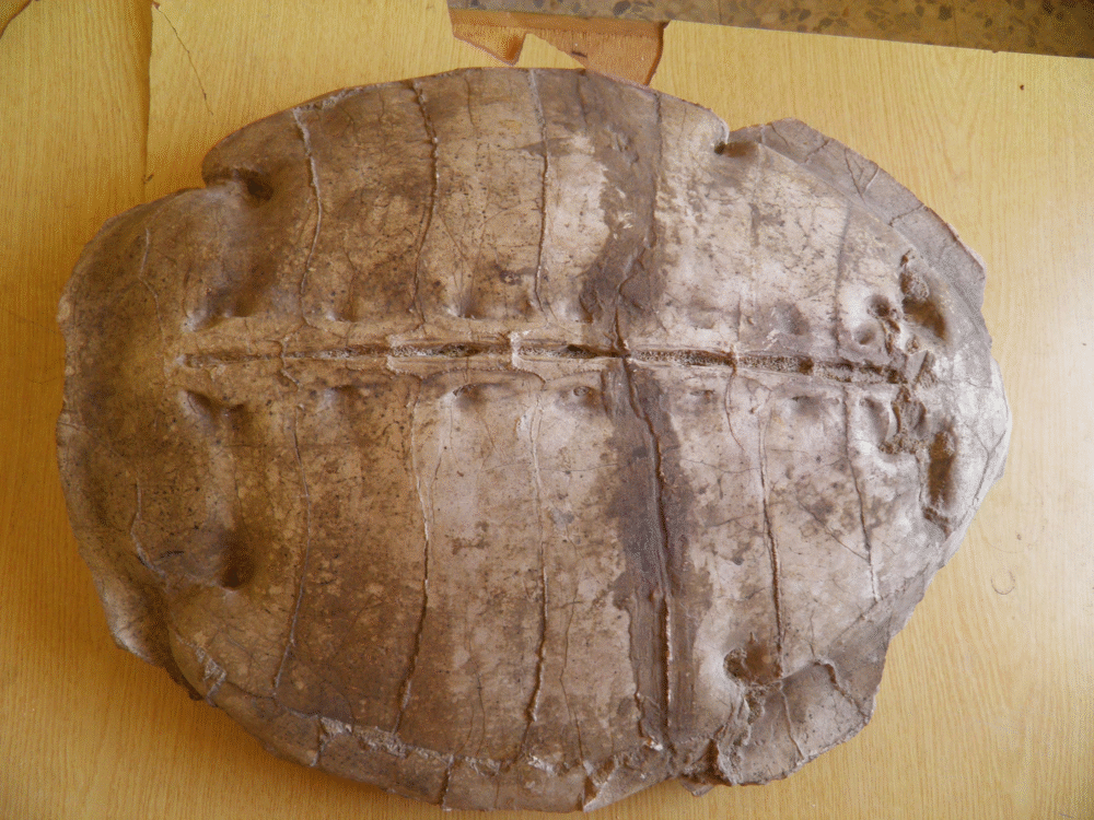 50-Million-Year-Old Sea Turtle Fossil Discovered in Syria 50-Million-Year-Old Sea Turtle Fossil Discovered in Syria