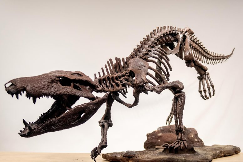 A Fierce Crocodile Cousin With Dinosaur-Crushing Jaws Unearthed in Patagonia A Fierce Crocodile Cousin With Dinosaur-Crushing Jaws Unearthed in Patagonia