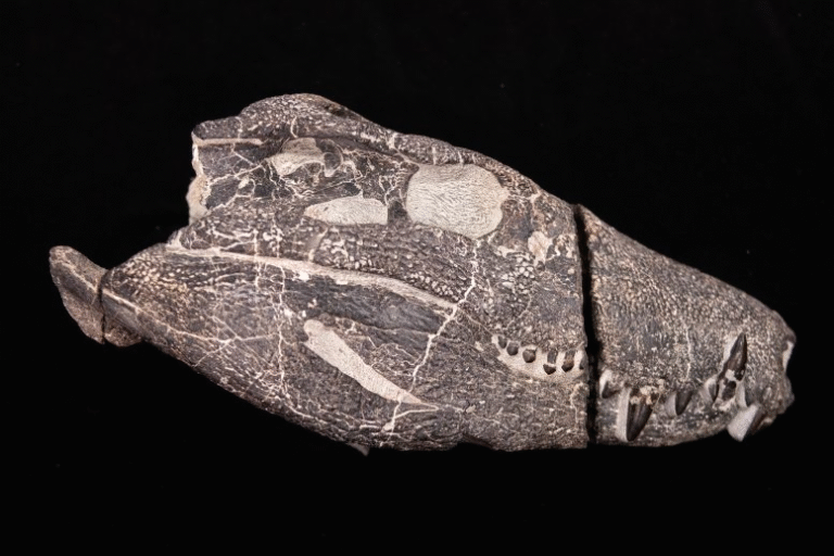 A Fierce Crocodile Cousin With Dinosaur-Crushing Jaws Unearthed in Patagonia