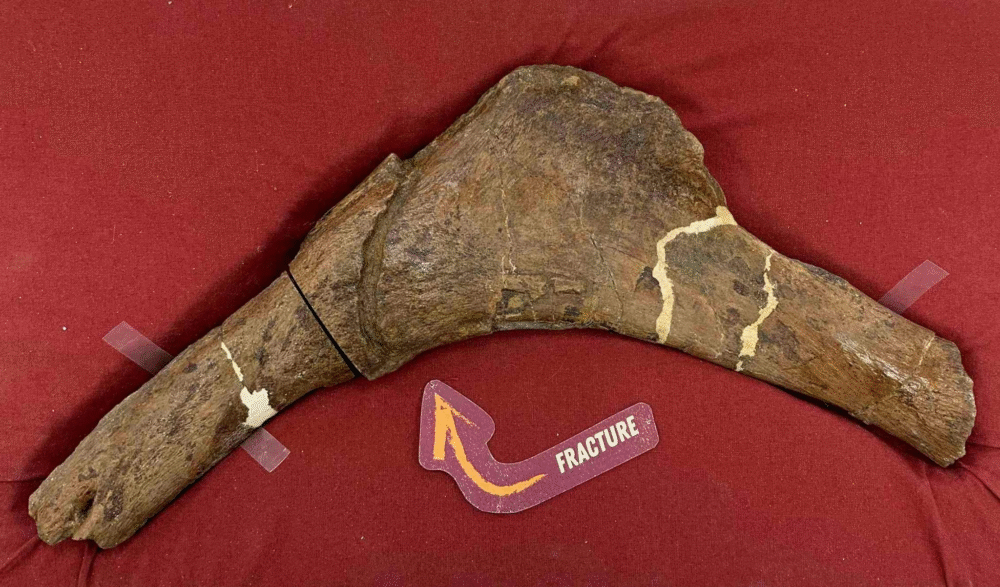 Blood Vessels in T. rex Bones Reveal Surprising Secrets About Dinosaurs Blood Vessels in T. rex Bones Reveal Surprising Secrets About Dinosaurs