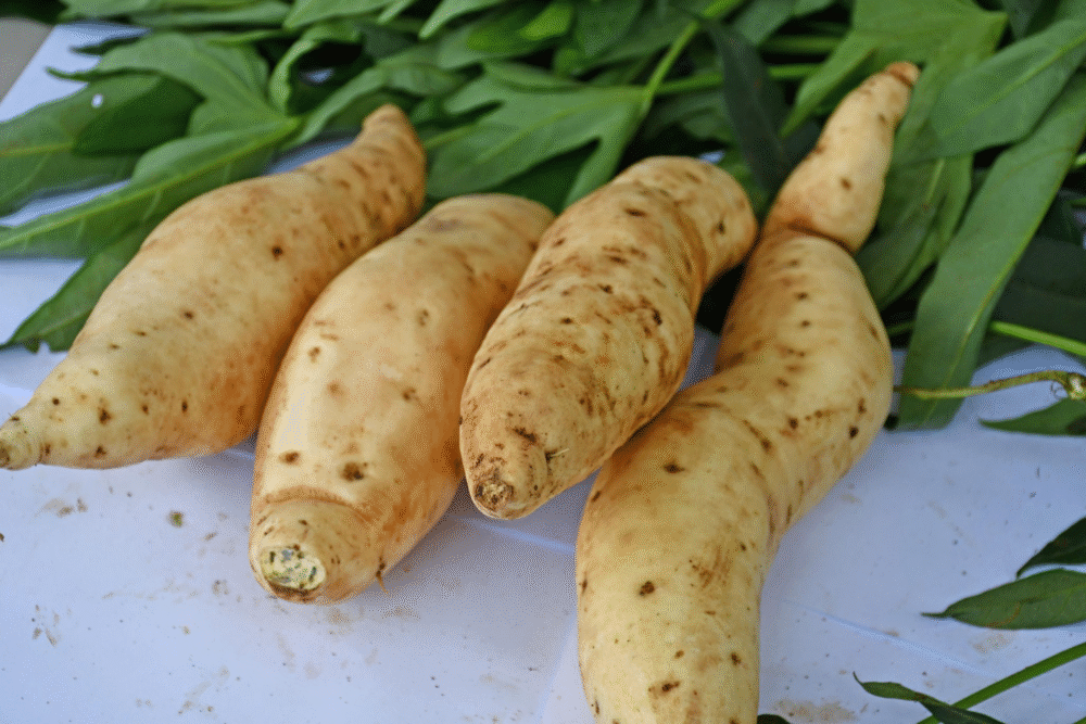 Scientists Decode Sweet Potato DNA—and It's Wilder Than Expected Scientists Decode Sweet Potato DNA—and It's Wilder Than Expected