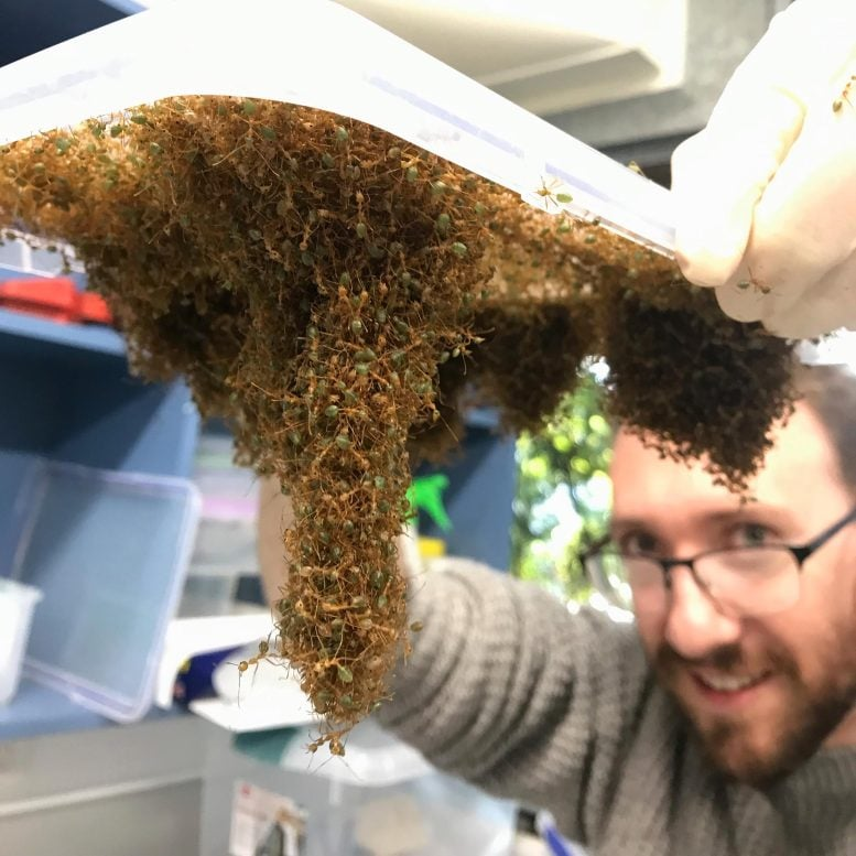 Weaver Ants Use a Teamwork Trick That Makes Them Stronger in Bigger Groups