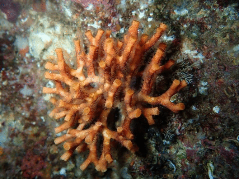 Scientists Reveal Mediterranean “False Coral” and Other Bryozoans Are Struggling With Warming and Acidifying Oceans