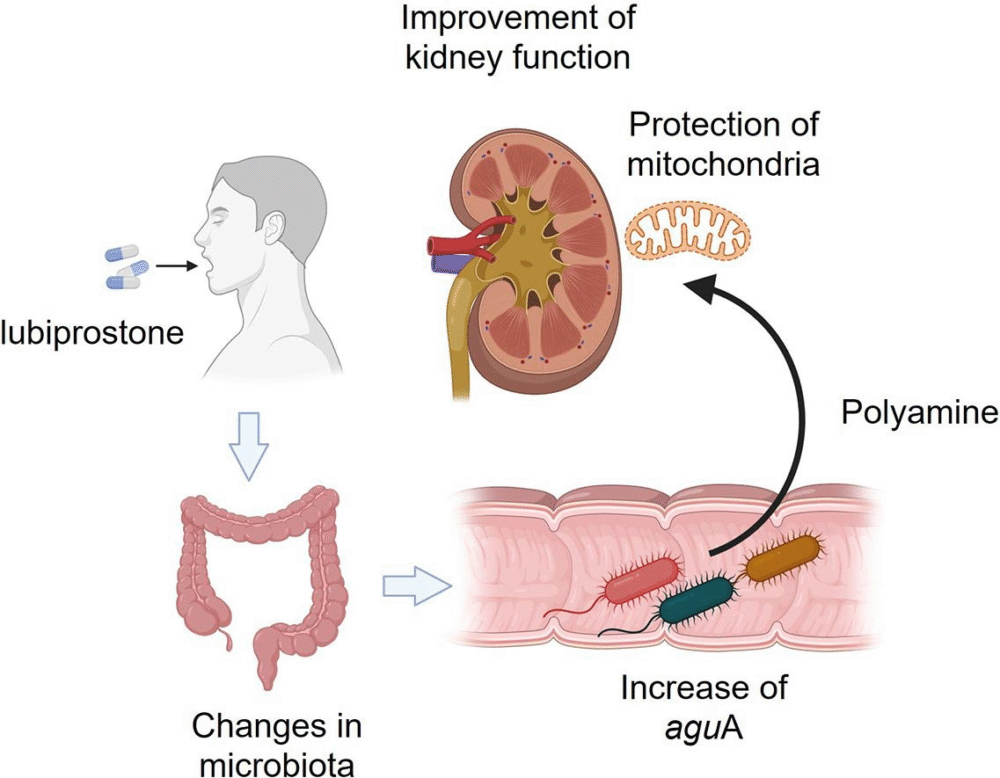 Constipation Drug Shows Unexpected Promise in Slowing Kidney Disease