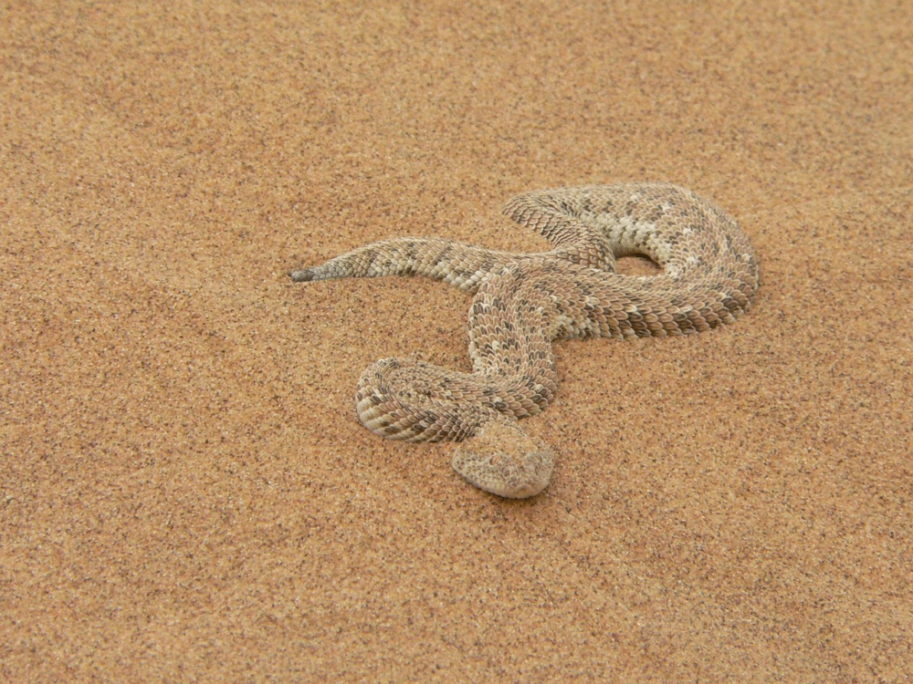 Puff Adders - Africa’s Unexpected Allies in Agriculture