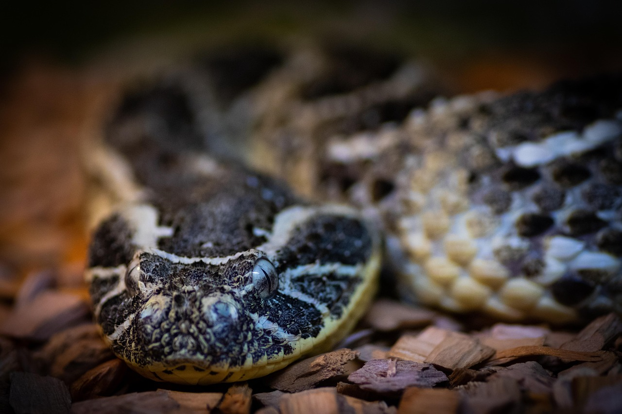 Puff Adders - Africa’s Unexpected Allies in Agriculture