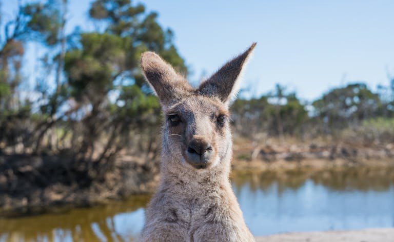 Kangaroo, Though Not the One That is Discovered