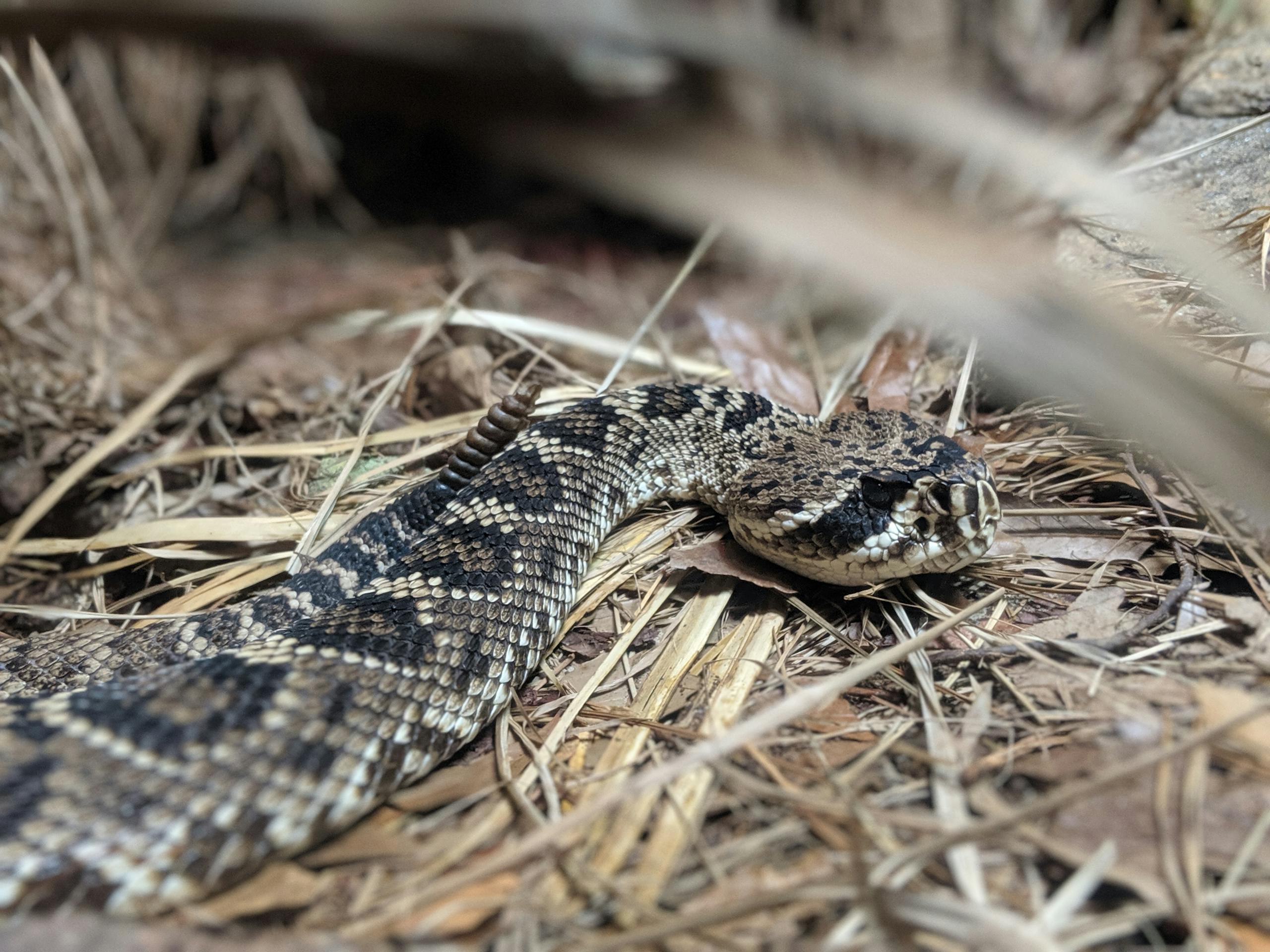 Livestreaming Rattlesnakes: How Cameras Are Changing Minds About One of Nature’s Most Misunderstood Creatures A close-up image of a venomous rattlesnake camouflaged in its natural habitat in Atlanta, Georgia.