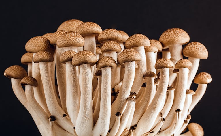 Mushrooms Could Power the Computers of Tomorrow: How Shiitake Fungi Are Being Used as Memory Chips A cluster of fresh, organic mushrooms showcasing their natural texture against a dark background.
