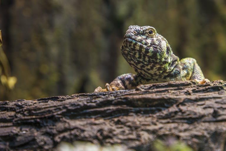 Future-Focused Conservation Index Reveals Reptiles as the Top Global Priority A detailed close-up of a lizard resting on a tree log in its natural habitat, showcasing scales and texture.