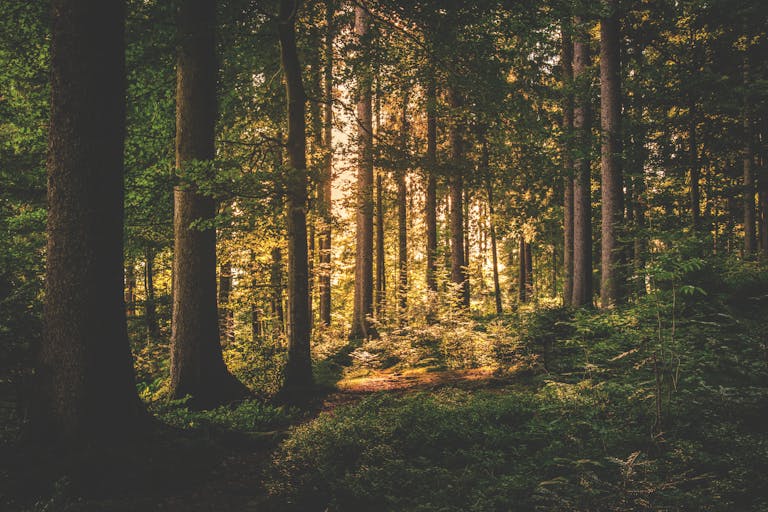 Forests Recovering from Acid Rain Are Mining Rocks for Nutrients – A 60-Year Study Reveals the Hidden Cost of Recovery A serene forest scene with sunlight filtering through tall trees, casting a warm glow.