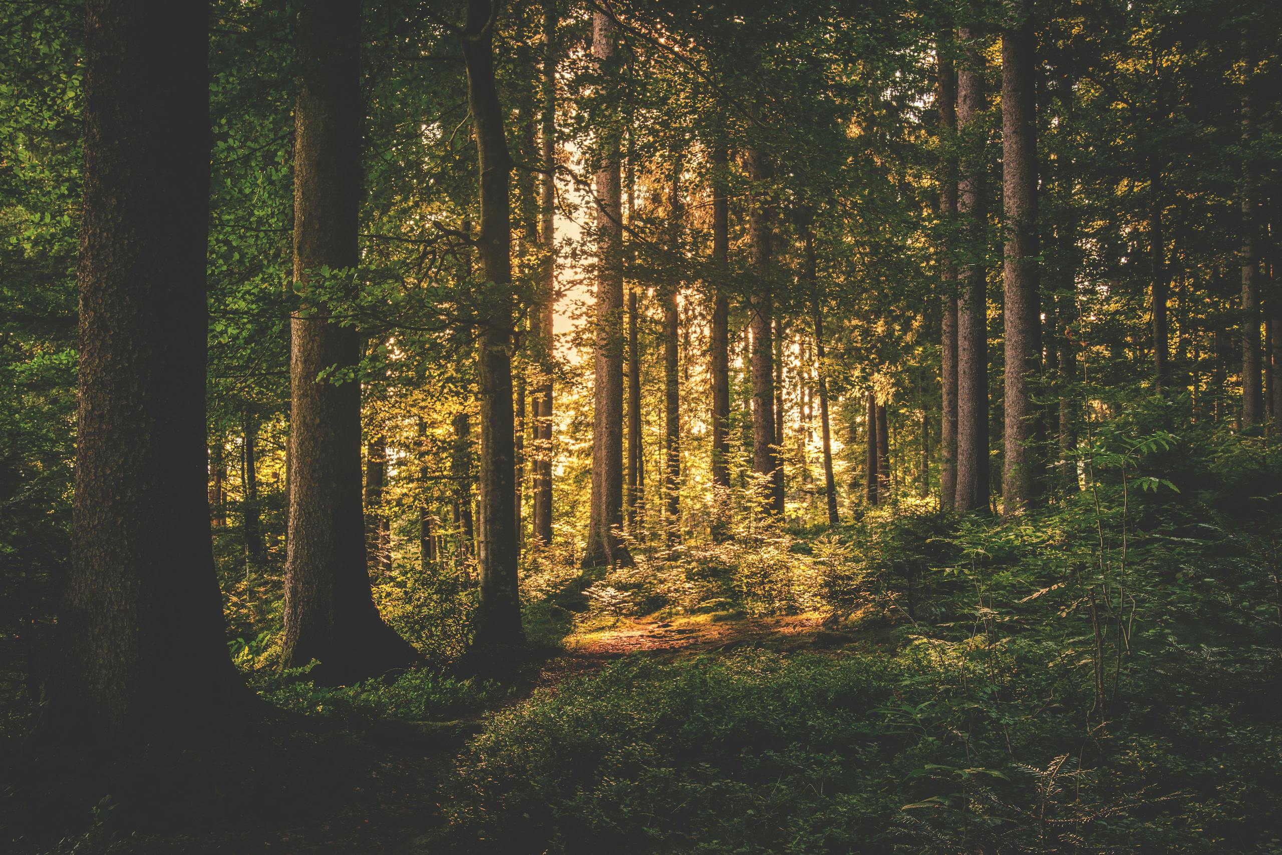 Forests Recovering from Acid Rain Are Mining Rocks for Nutrients – A 60-Year Study Reveals the Hidden Cost of Recovery A serene forest scene with sunlight filtering through tall trees, casting a warm glow.