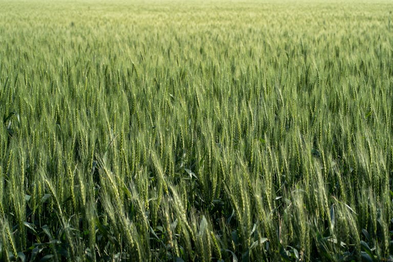 Scientists Uncover How a Crop-Killing Pathogen Silences Plant Defenses A vibrant field of green wheat under the bright summer sun, showcasing agricultural abundance.