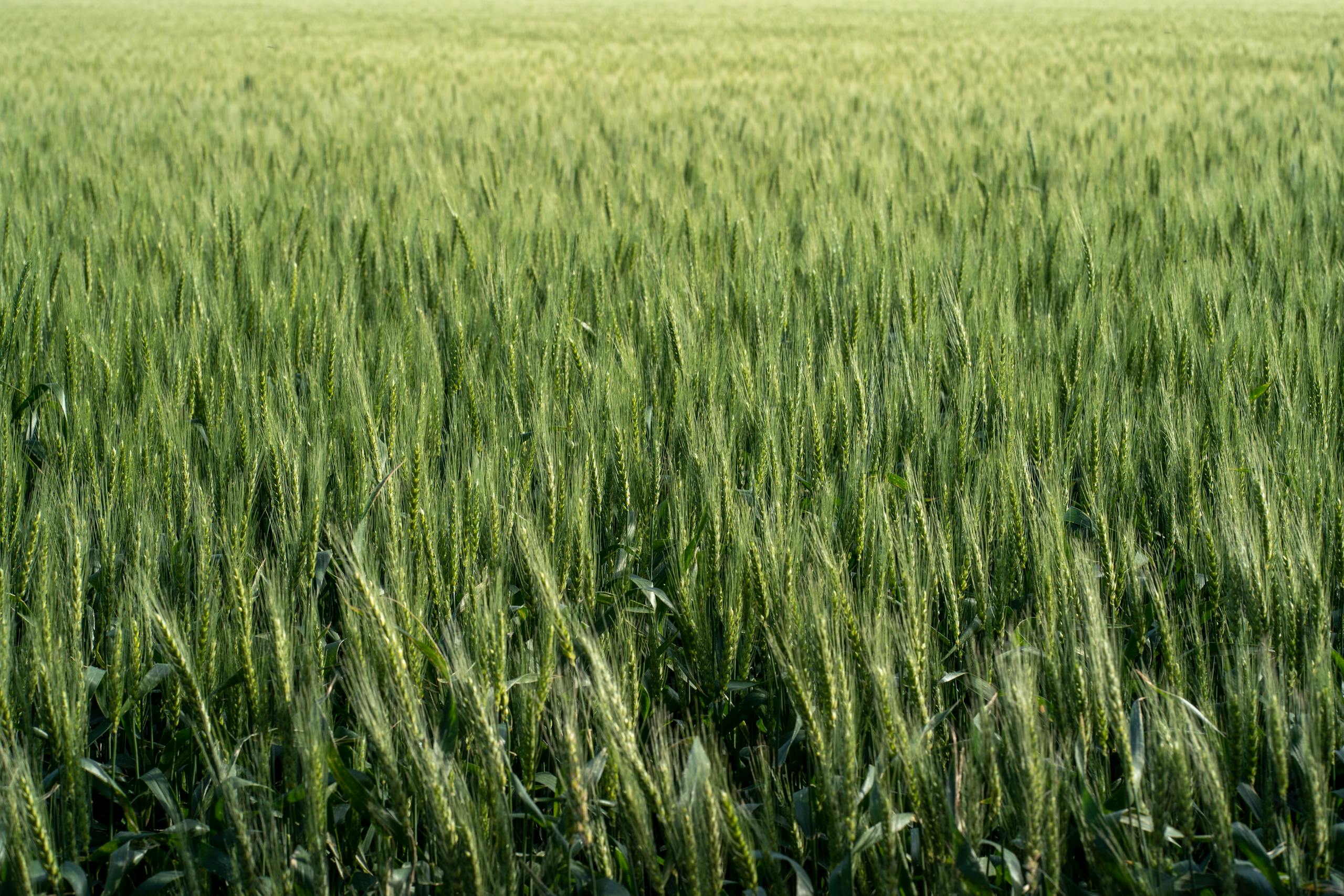 Scientists Uncover How a Crop-Killing Pathogen Silences Plant Defenses A vibrant field of green wheat under the bright summer sun, showcasing agricultural abundance.