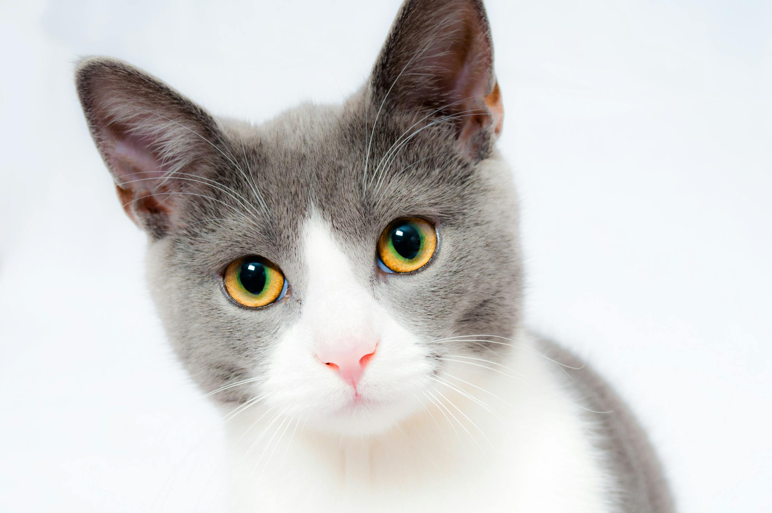 Cats Caught COVID-19 from Their Owners During the Early Pandemic, New Study Finds Adorable grey and white cat with striking yellow eyes against a plain backdrop.