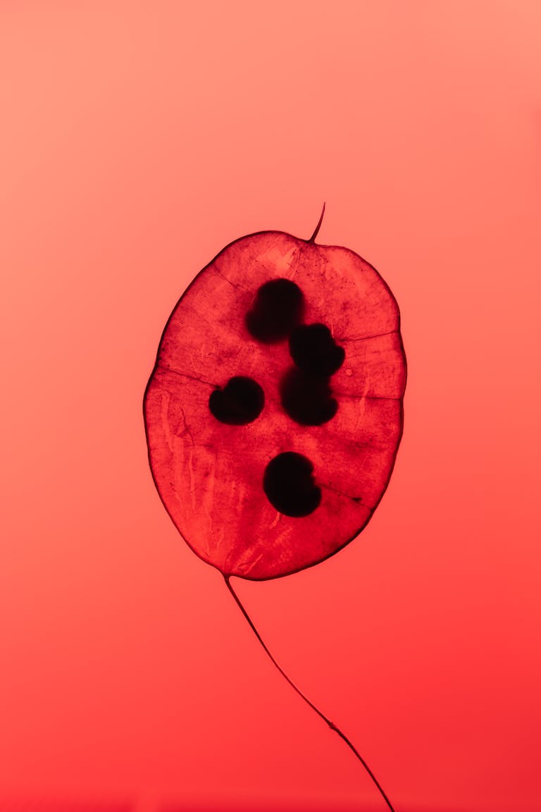 Artistic capture of a red plant seed against a glowing pink background showcasing its natural beauty.