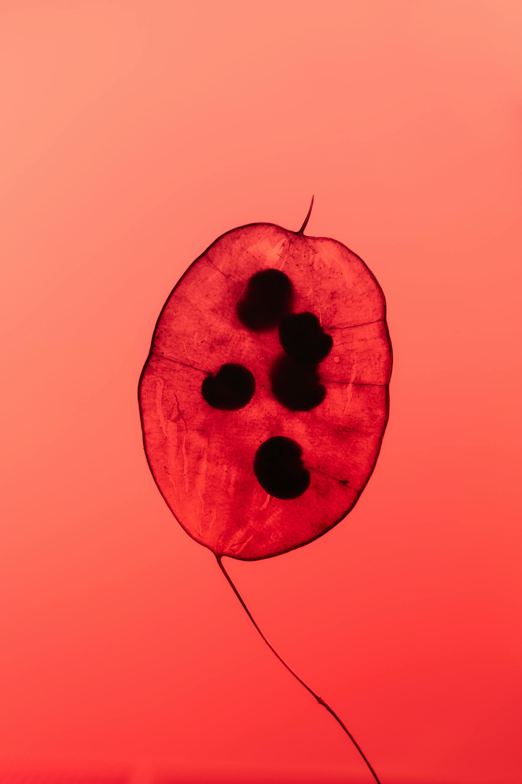 Artistic capture of a red plant seed against a glowing pink background showcasing its natural beauty.