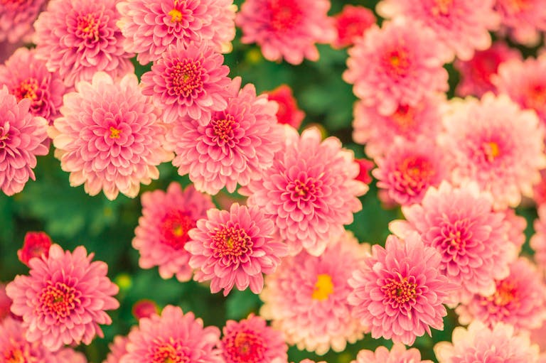 Do Flowers’ Scents Shape Who Visits Them—and Who Lives on Them? Beautiful pink chrysanthemums in full bloom, creating a vibrant floral display.