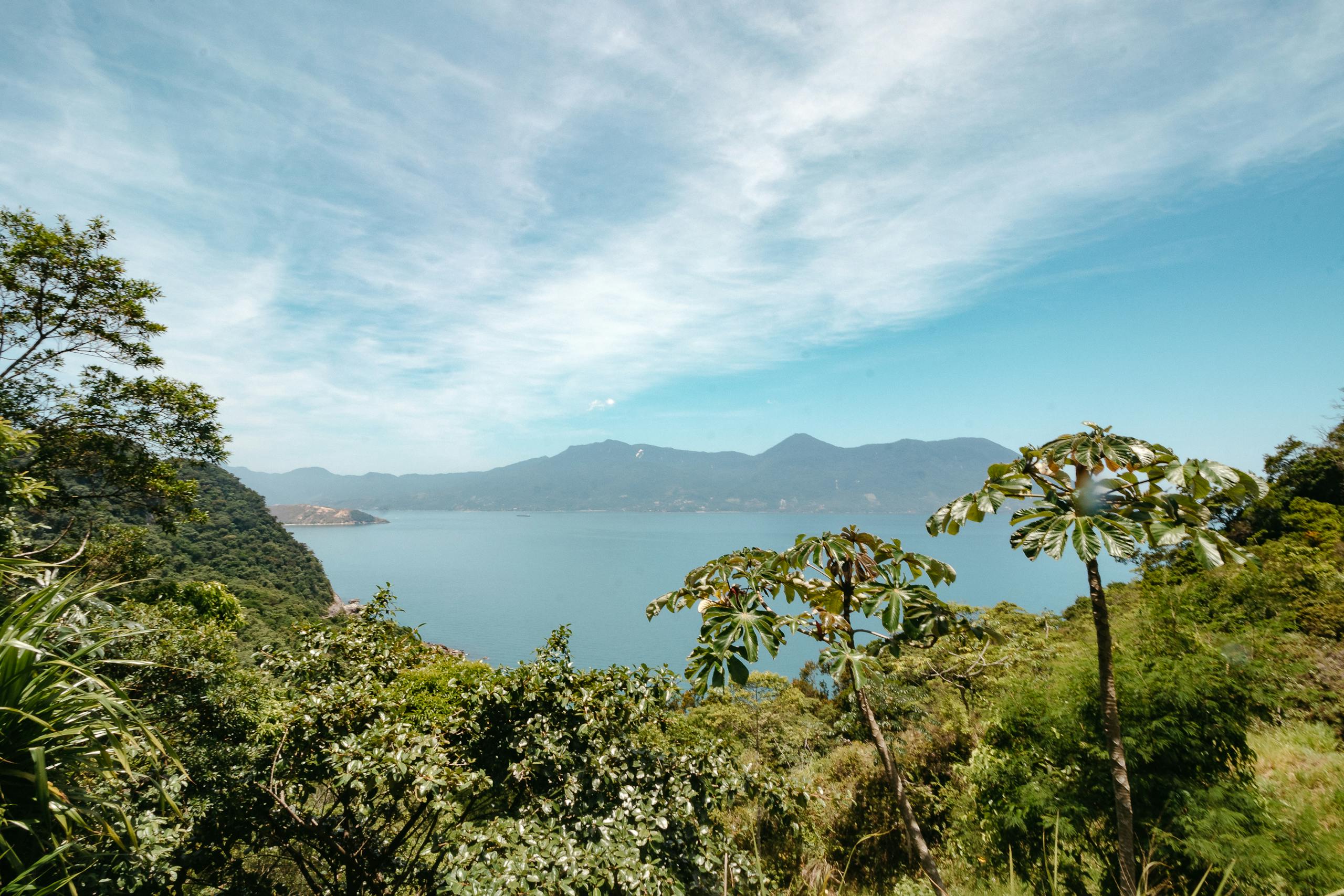 AI Framework Predicts Invasive Plant Species Before They Arrive Breathtaking view of a tropical coastline, lush with green trees under a vast blue sky.