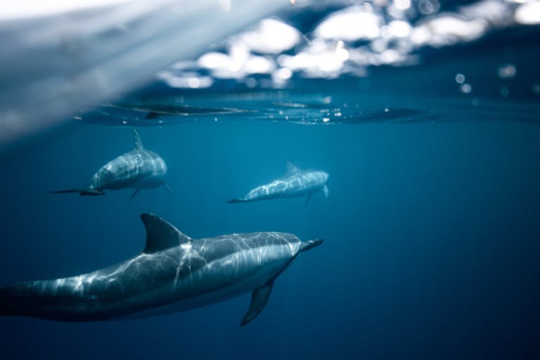 Common Dolphins in the North Atlantic Are Dying Younger — Scientists Warn of a Troubling Decline Captivating image of dolphins in the clear Hawaiian waters showcasing marine wildlife inhabitants.