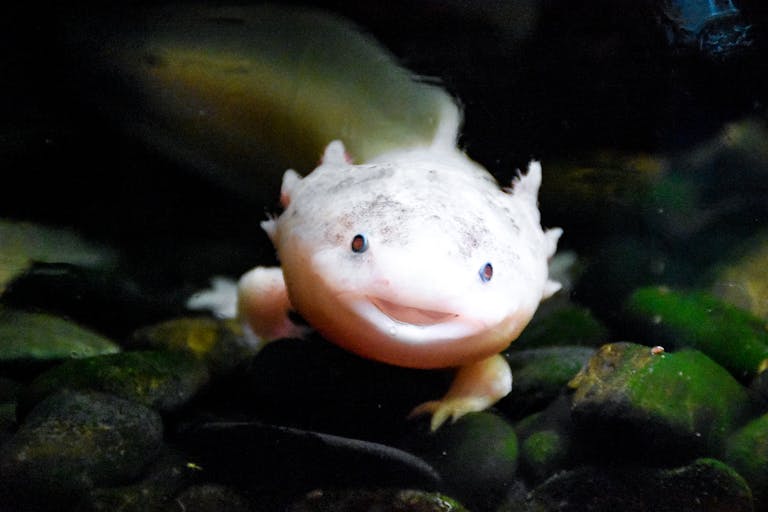 How Axolotls Use Their “Fight or Flight” System to Regrow Body Parts Charming axolotl smiling underwater, showcasing its unique features in a natural setting.
