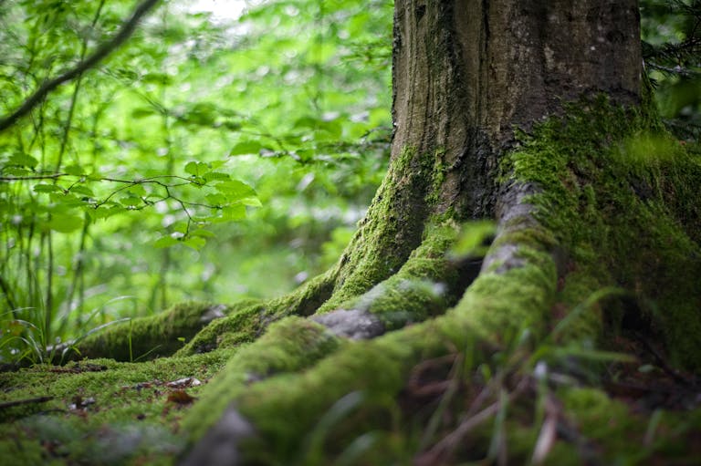 Global Study Revises Greenhouse Gas Emissions from Tropical Inland Waters Close-up of a moss-covered tree trunk in a vibrant green forest, showcasing natural beauty.