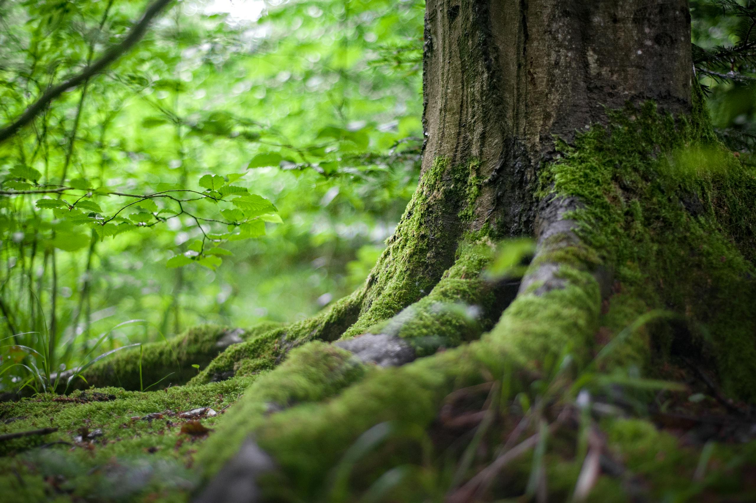 Global Study Revises Greenhouse Gas Emissions from Tropical Inland Waters Close-up of a moss-covered tree trunk in a vibrant green forest, showcasing natural beauty.