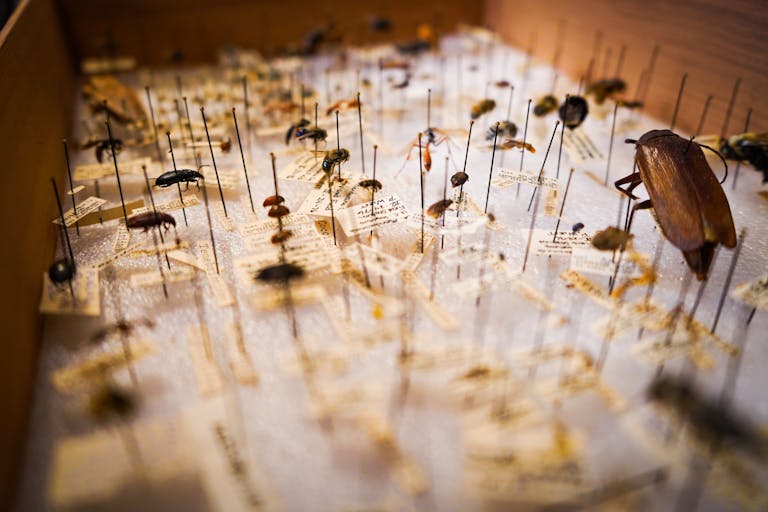 Close-up of preserved insects in a museum collection, showcasing various species on display pins.