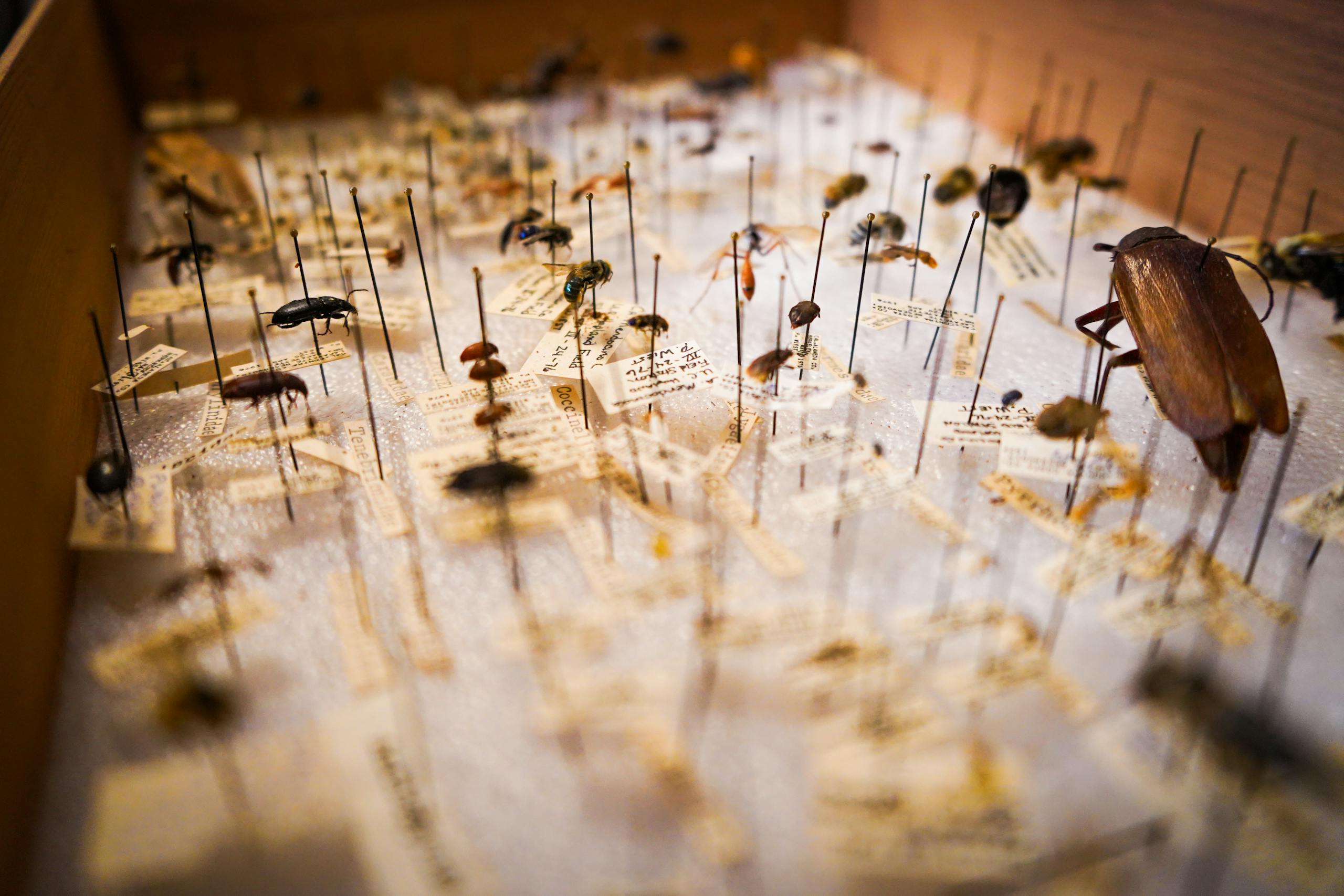 Cockroach Infestations Found to Raise Household Allergen and Endotoxin Levels, Says NC State Study Close-up of preserved insects in a museum collection, showcasing various species on display pins.