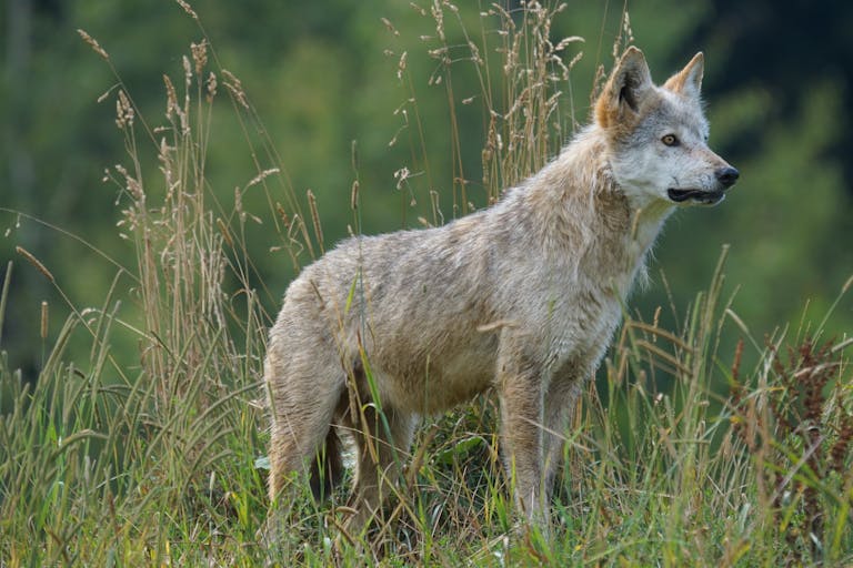 Close-up portrait of a wild wolf standing amidst tall grass in a natural outdoor setting.