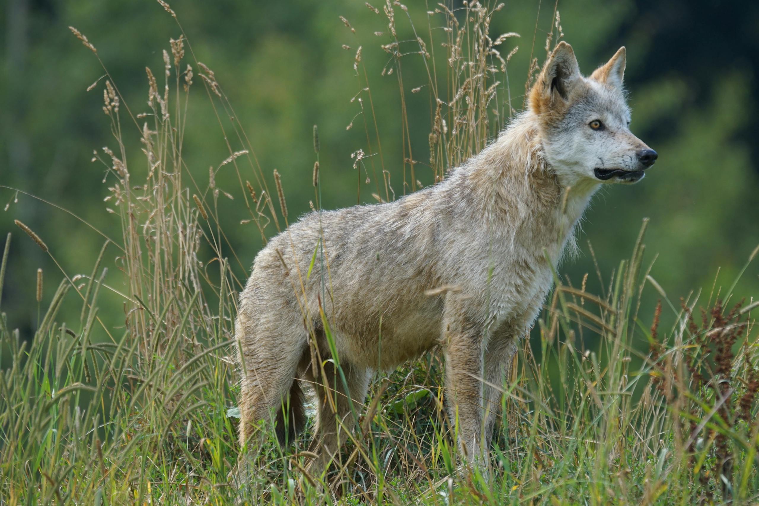 California Removes Entire Wolf Pack After Cattle Attacks in Sierra Valley Close-up portrait of a wild wolf standing amidst tall grass in a natural outdoor setting.
