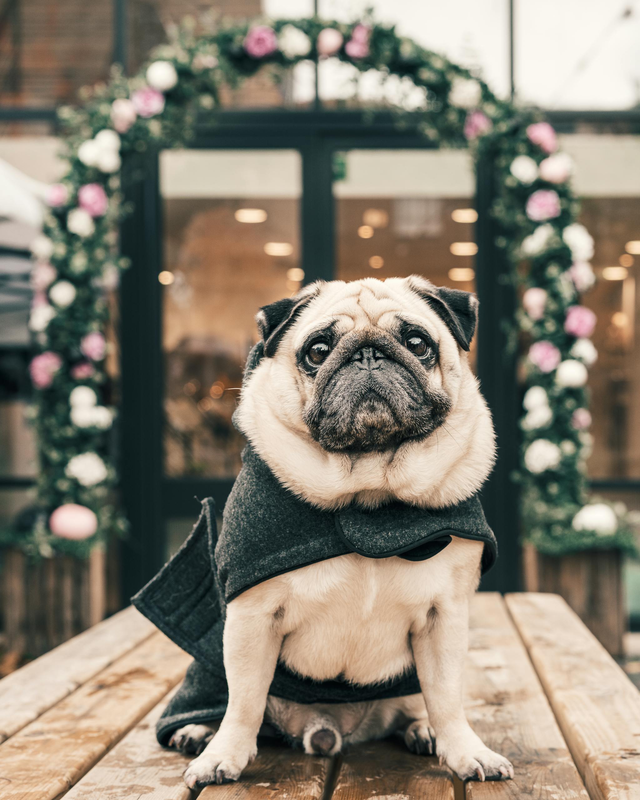 The Rise of ‘Fur Baby’ Culture: When Love for Pets Crosses the Line Cute pug in a stylish sweater sitting on a wooden table outdoors in a charming London setting.
