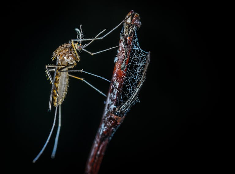 Floral-Scented Fungus That Tricks Mosquitoes to Their Death Could Change Disease Control Forever Detailed macro photograph of a mosquito perched on a web-covered branch at night.