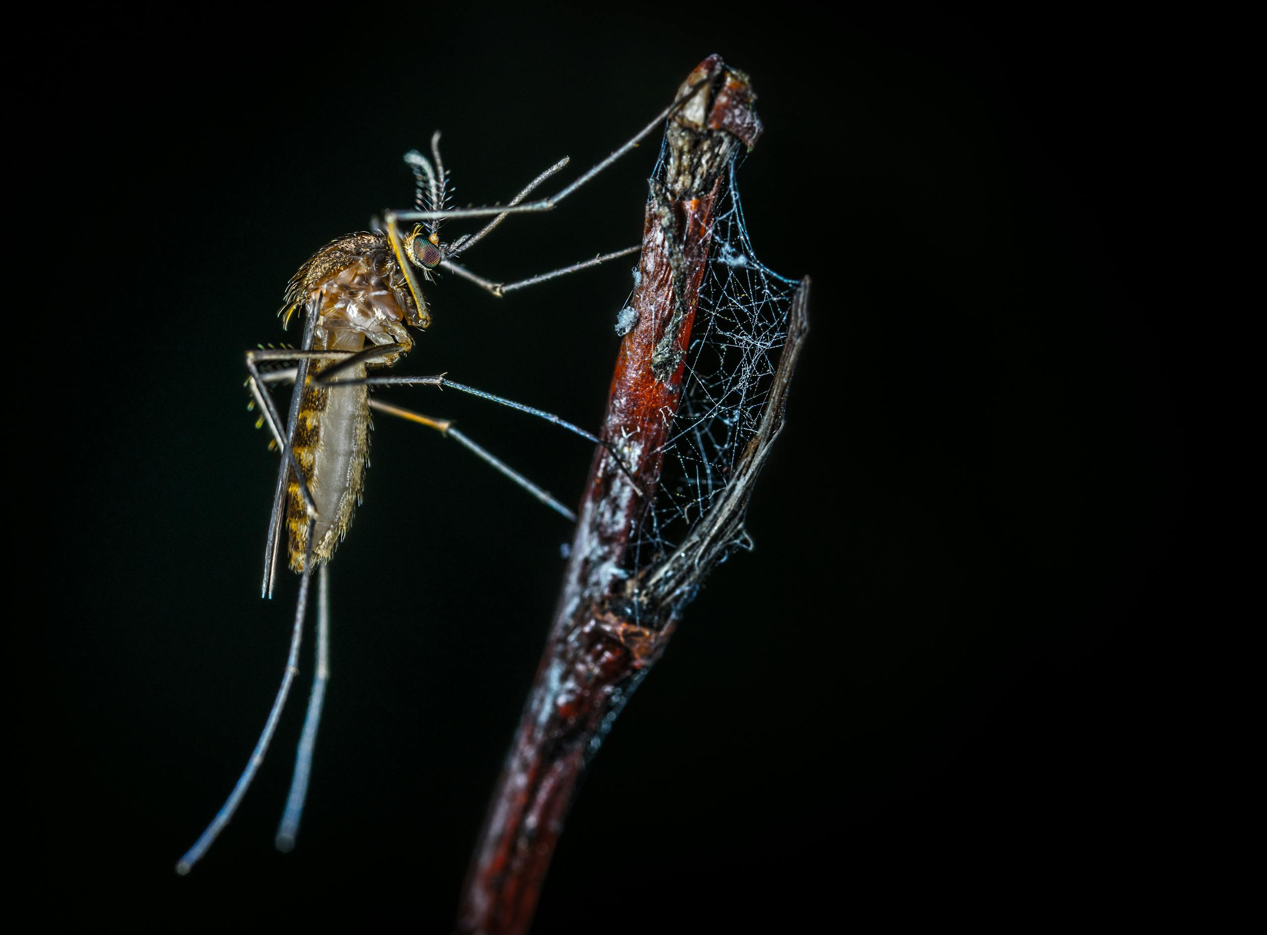 Detailed macro photograph of a mosquito perched on a web-covered branch at night.