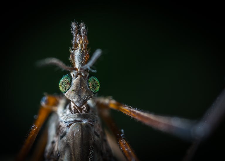 Disease-Carrying Mosquitoes and Their Hybrids Are Expanding Across North America Detailed macro shot revealing the intricate features of a mosquito's head in high detail.